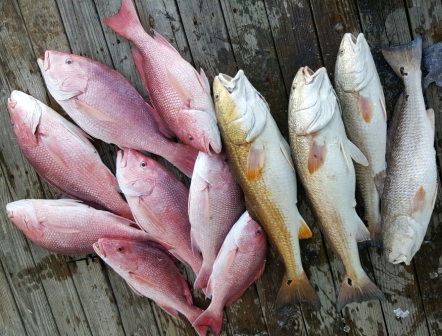 pile of fish 3-17.jpg